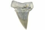 Fossil Mako Tooth - Lee Creek (Aurora), NC #179860-1